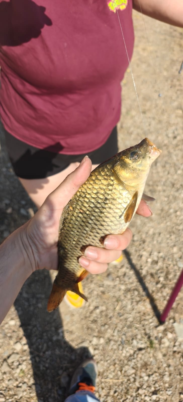 Carpa pequeña capturada al coup con boya durante una salida de aprendizaje.